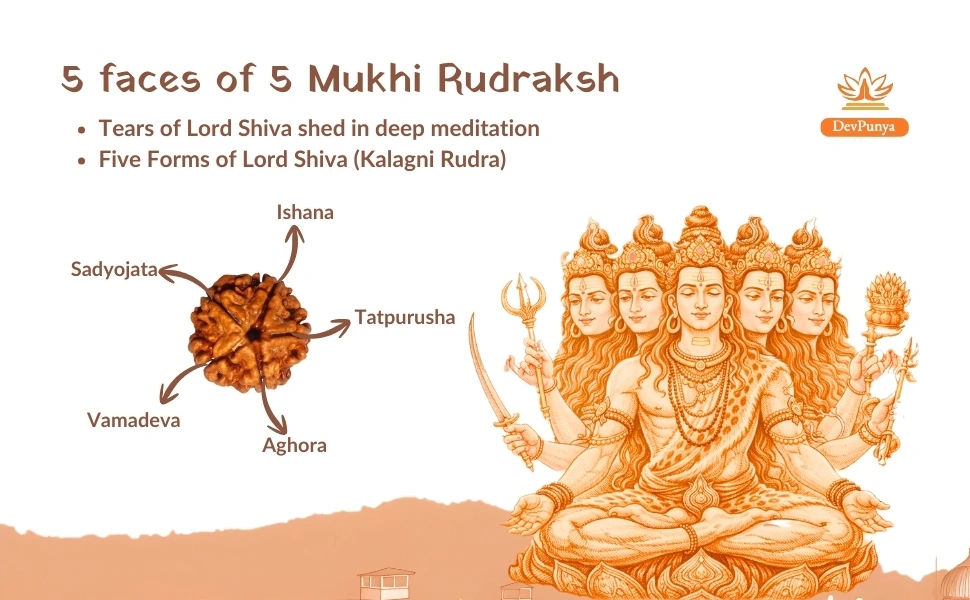 5 Faces of 5 Mukhi Rudraksh