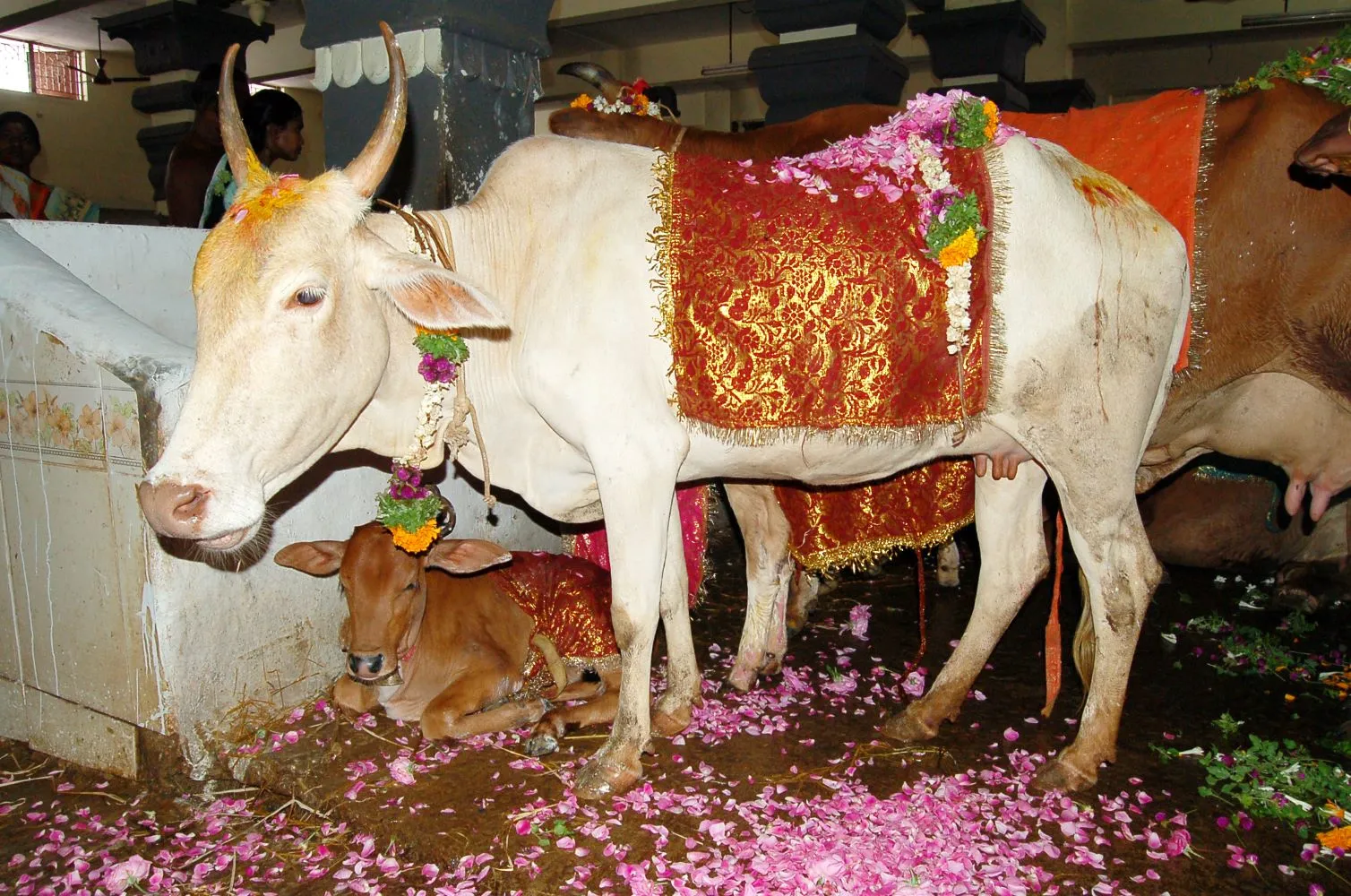 Over 1,000 cows at Sri Etteluthu Perumal Ghosalai — the living Gokulam of Tirunelveli